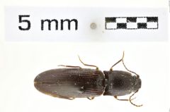 Foto (Dorsalansicht) von Athous nigropilis (NHMW-ZOO-COL-0008561)